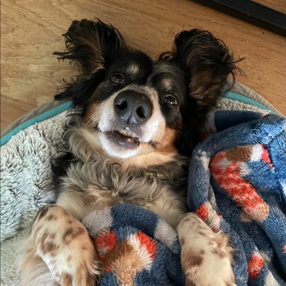 Meet your Posher, Paul